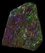 Brilliant Iridescent Ammolite With Display Case #31686-1